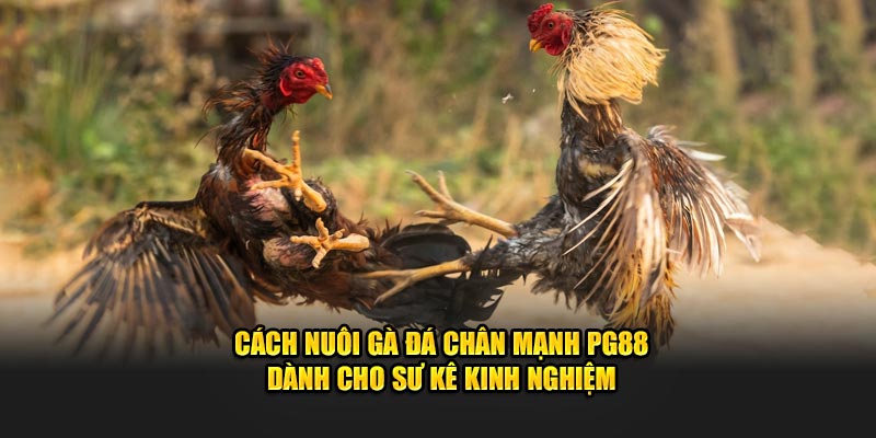 Cách Nuôi Gà Đá Chân Mạnh PG88 Dành Cho Sư Kê Kinh Nghiệm