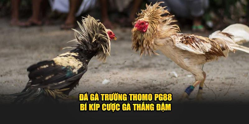 Đá Gà Trường Thomo PG88 - Bí Kíp Cược Gà Thắng Đậm