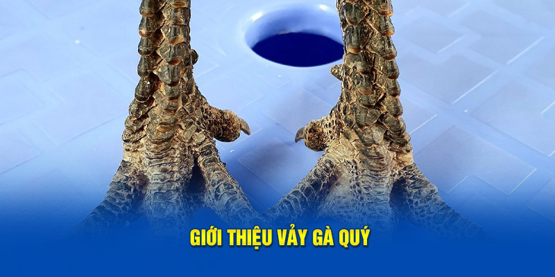 Giới thiệu vảy gà quý