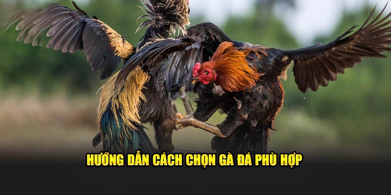 Hướng dẫn cách chọn chiến kê phù hợp