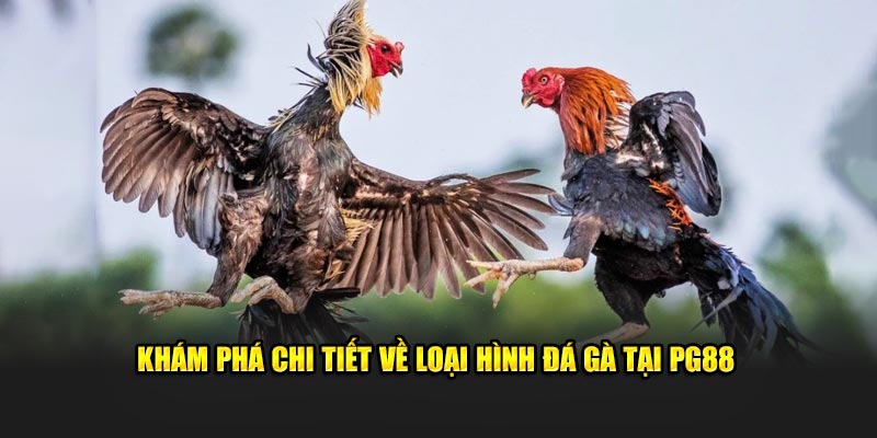 Khám phá chi tiết về loại hình đá gà tại PG88