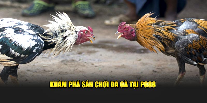 Khám phá sân chơi đá gà tại PG88