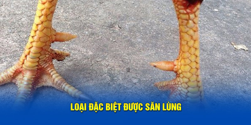 Loại đặc biệt được săn lùng