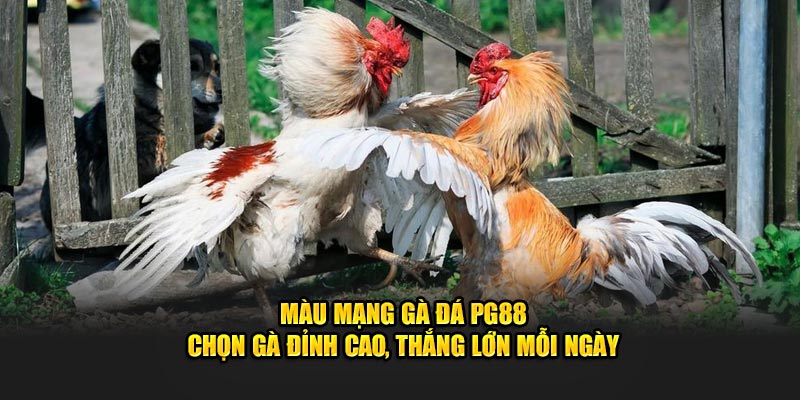 Màu Mạng Gà Đá PG88 - Chọn Lựa Đỉnh Cao, Thắng Lớn Mỗi Ngày