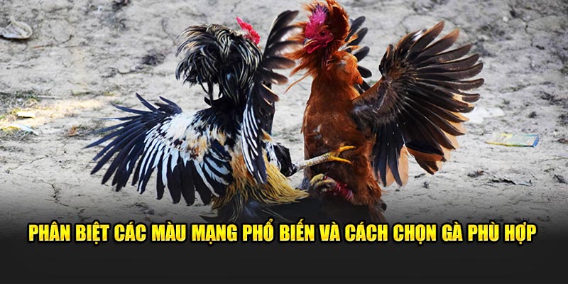 Phân biệt các màu phổ biến để chọn gà phù hợp