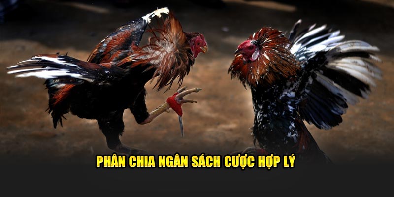 Hội viên nên quản lý ngân sách cược một cách thông minh