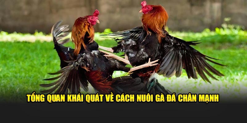 Tổng quan khái quát về cách nuôi gà đá chân mạnh