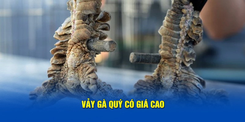 Vảy gà quý có giá cao